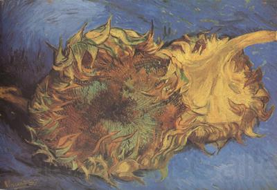 Vincent Van Gogh Two Cut Sunflowers (nn04) France oil painting art